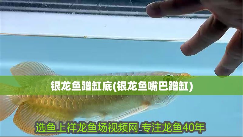 銀龍魚(yú)蹭缸底(銀龍魚(yú)嘴巴蹭缸)