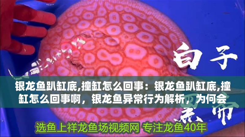 銀龍魚趴缸底,撞缸怎么回事：銀龍魚趴缸底,撞缸怎么回事啊，銀龍魚異常行為解析，為何會(huì)趴缸底、撞