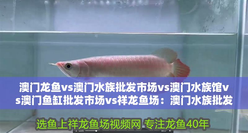 澳門龍魚vs澳門水族批發市場vs澳門水族館vs澳門魚缸批發市場vs祥龍魚場：澳門水族批發市場