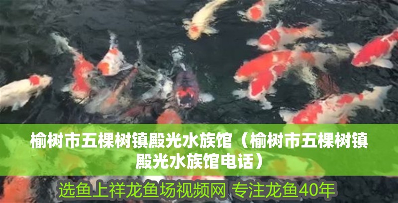 榆樹市五棵樹鎮殿光水族館（榆樹市五棵樹鎮殿光水族館電話）