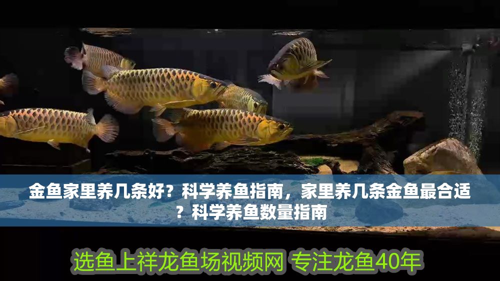 金魚家里養幾條好？科學養魚指南，家里養幾條金魚最合適？科學養魚數量指南