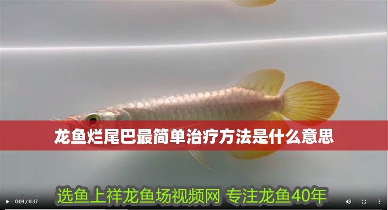 龍魚爛尾巴最簡(jiǎn)單治療方法是什么意思