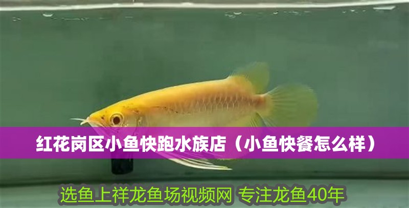 紅花崗區小魚快跑水族店（小魚快餐怎么樣）