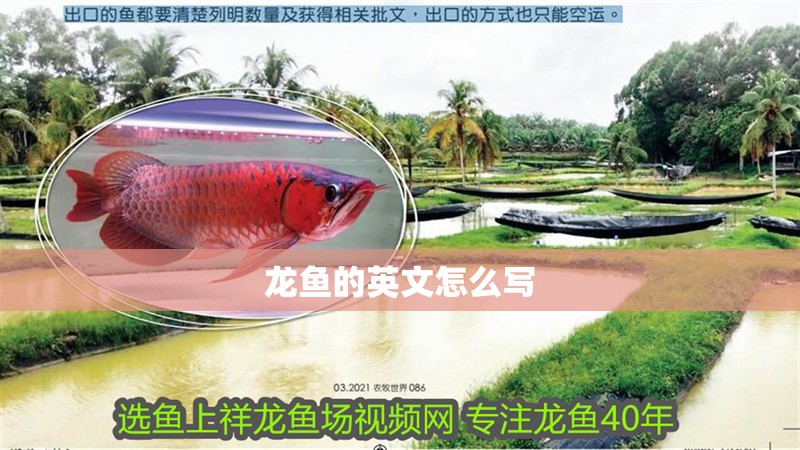 龍魚的英文怎么寫