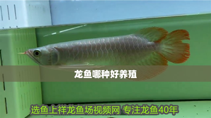龍魚哪種好養(yǎng)殖
