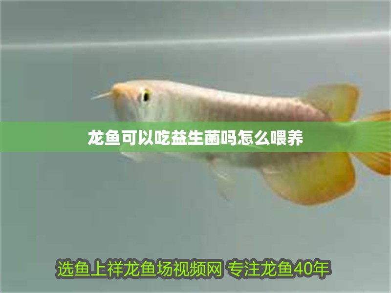 龍魚可以吃益生菌嗎怎么喂養(yǎng)
