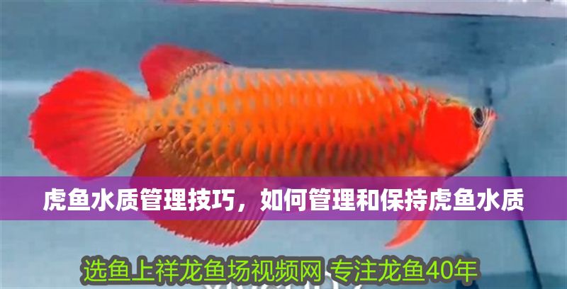 虎魚水質管理技巧，如何管理和保持虎魚水質