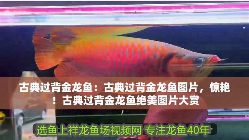 古典過背金龍魚：古典過背金龍魚圖片，驚艷！古典過背金龍魚絕美圖片大賞