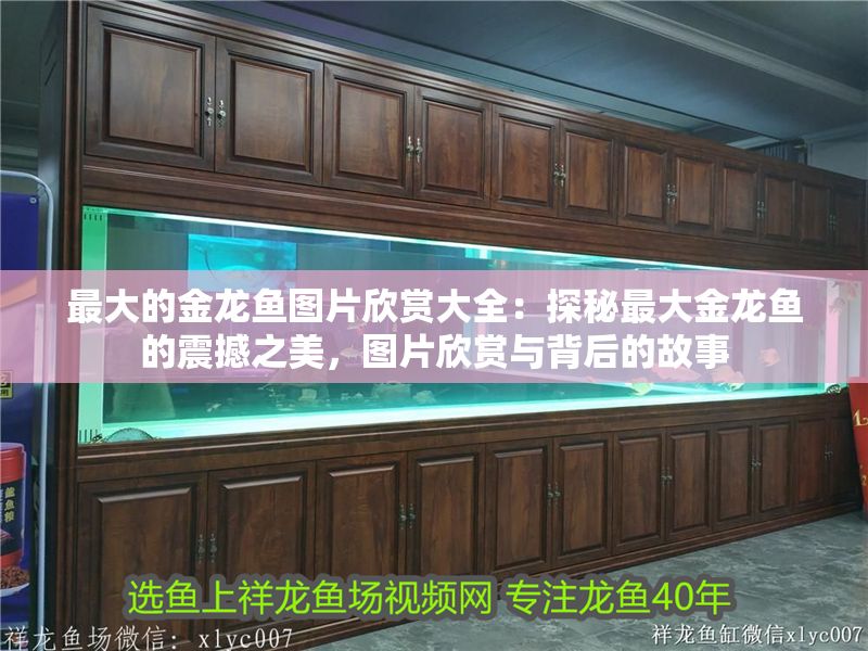 最大的金龍魚圖片欣賞大全：探秘最大金龍魚的震撼之美，圖片欣賞與背后的故事