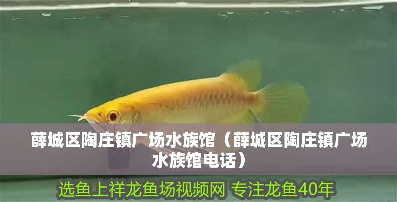 薛城區(qū)陶莊鎮(zhèn)廣場水族館（薛城區(qū)陶莊鎮(zhèn)廣場水族館電話） 薛城區(qū)陶莊鎮(zhèn)廣場水族館（薛城區(qū)陶莊鎮(zhèn)廣場水族館電話） 全國水族館企業(yè)名錄 第2張