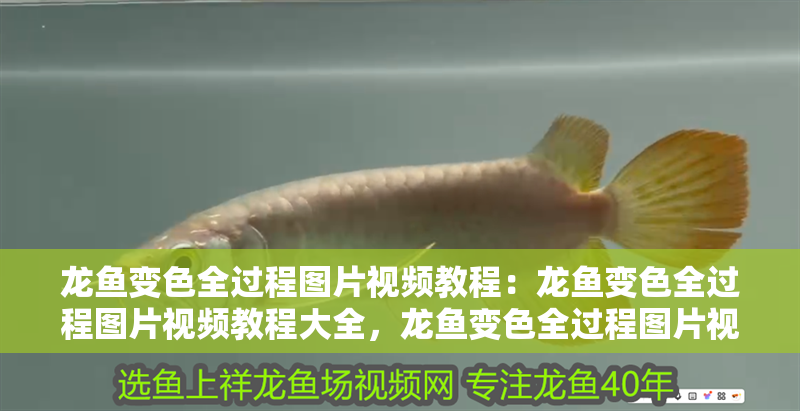 龍魚變色全過程圖片視頻教程：龍魚變色全過程圖片視頻教程大全，龍魚變色全過程圖片視頻教程大全