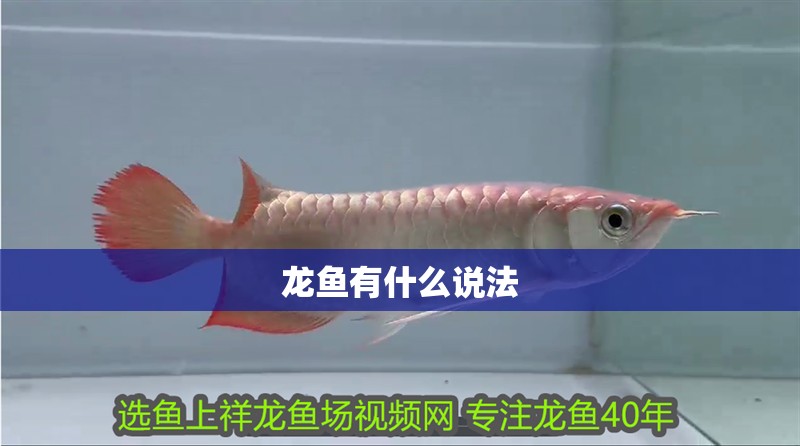 龍魚有什么說法