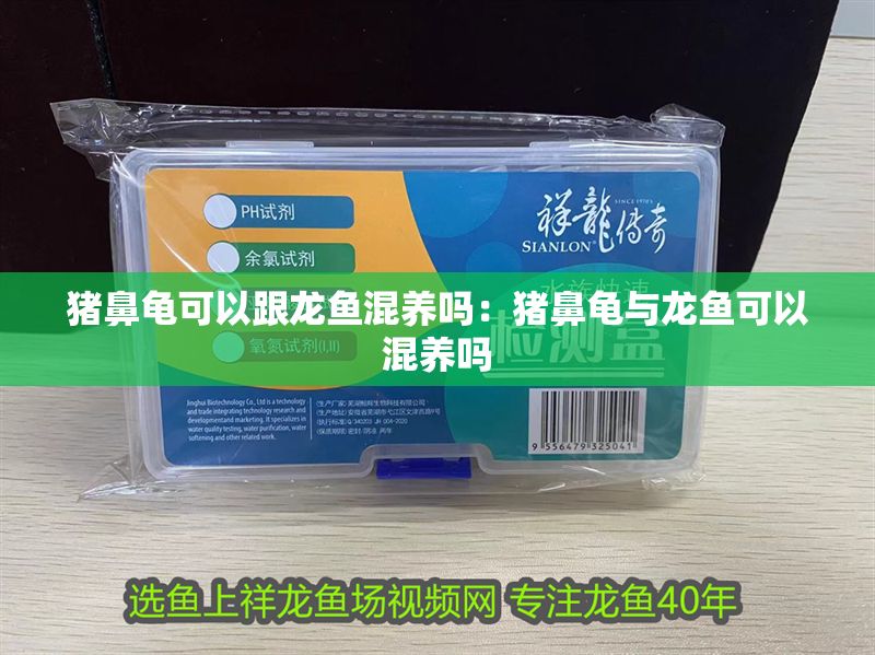豬鼻龜可以跟龍魚混養嗎：豬鼻龜與龍魚可以混養嗎