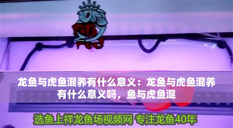 龍魚與虎魚混養有什么意義：龍魚與虎魚混養有什么意義嗎，魚與虎魚混