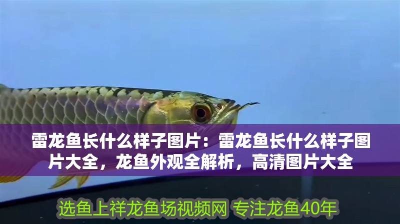 雷龍魚長什么樣子圖片：雷龍魚長什么樣子圖片大全，龍魚外觀全解析，高清圖片大全