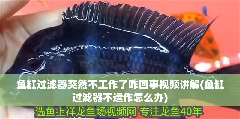 魚缸過濾器突然不工作了咋回事視頻講解(魚缸過濾器不運作怎么辦)