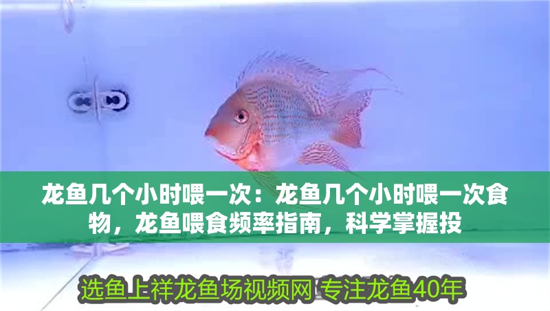 龍魚幾個小時喂一次：龍魚幾個小時喂一次食物，龍魚喂食頻率指南，科學掌握投