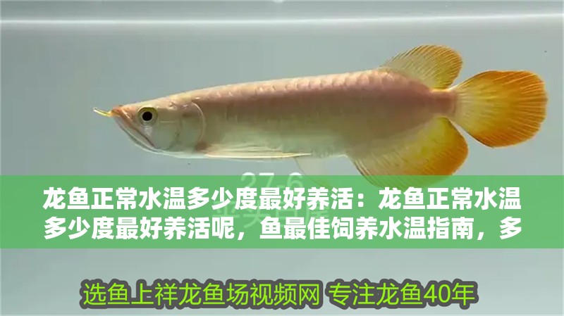 龍魚正常水溫多少度最好養(yǎng)活：龍魚正常水溫多少度最好養(yǎng)活呢，魚最佳飼養(yǎng)水溫指南，多少度最 龍魚正常水溫多少度最好養(yǎng)活：龍魚正常水溫多少度最好養(yǎng)活呢，魚最佳飼養(yǎng)水溫指南，多少度最 水族問答