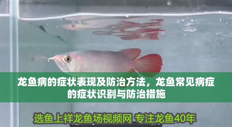 龍魚病的癥狀表現及防治方法，龍魚常見病癥的癥狀識別與防治措施