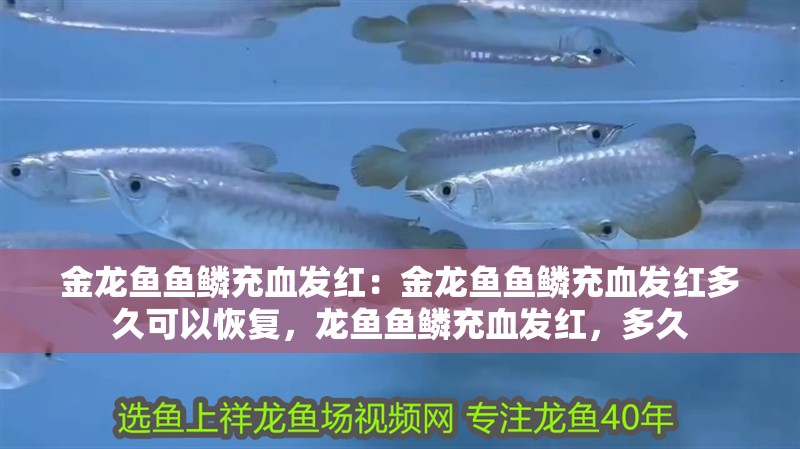 金龍魚魚鱗充血發紅：金龍魚魚鱗充血發紅多久可以恢復，龍魚魚鱗充血發紅，多久