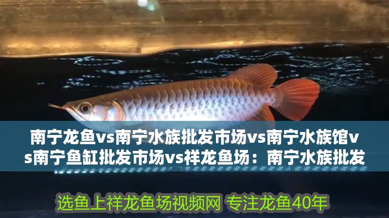 南寧龍魚vs南寧水族批發市場vs南寧水族館vs南寧魚缸批發市場vs祥龍魚場：南寧水族批發市場