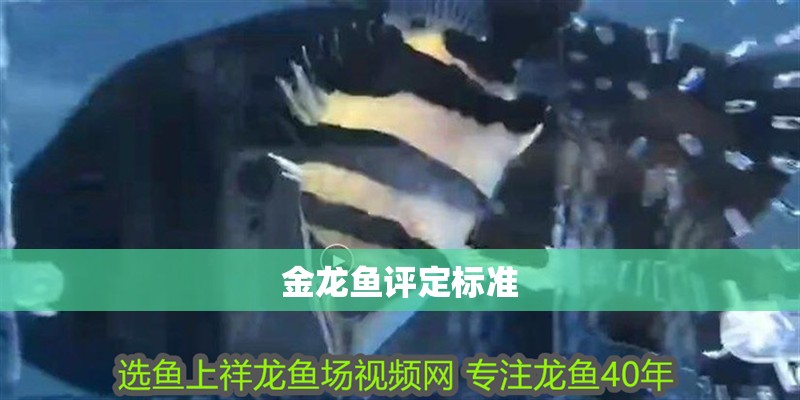 金龍魚評定標準 龍魚百科 第2張 金龍魚評定標準 金龍魚評定標準 龍魚百科 第2張