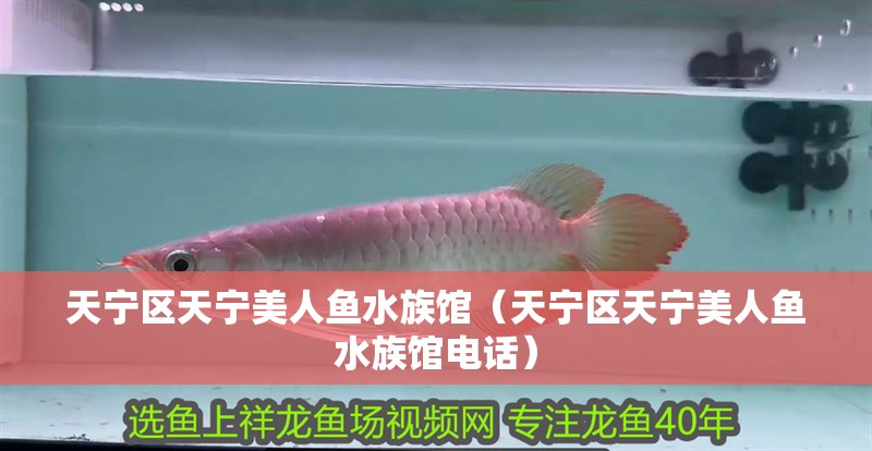 天寧區(qū)天寧美人魚水族館（天寧區(qū)天寧美人魚水族館電話）