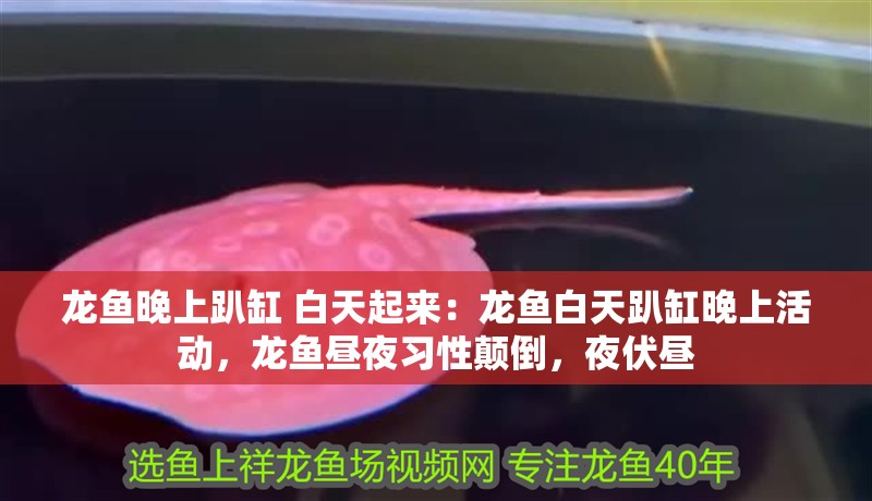 龍魚晚上趴缸 白天起來：龍魚白天趴缸晚上活動，龍魚晝夜習性顛倒，夜伏晝