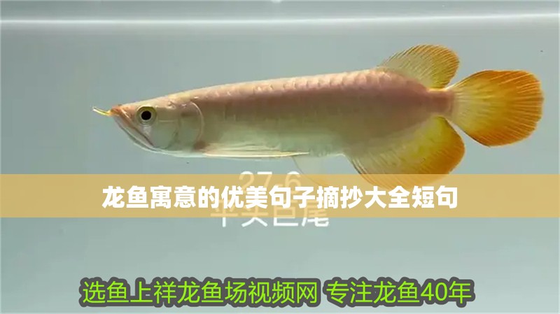 龍魚寓意的優美句子摘抄大全短句