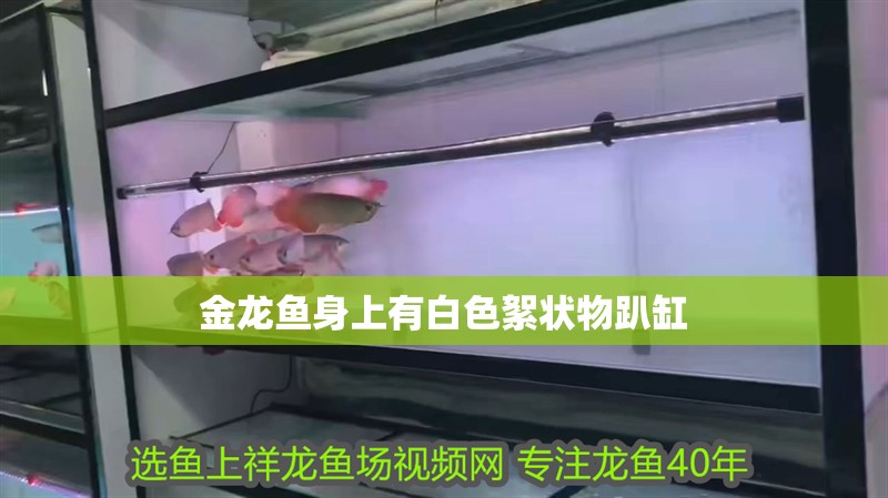 金龍魚身上有白色絮狀物趴缸