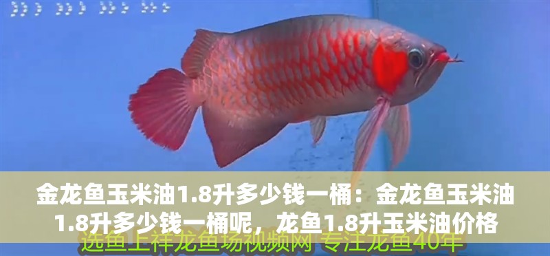 金龍魚玉米油1.8升多少錢一桶：金龍魚玉米油1.8升多少錢一桶呢，龍魚1.8升玉米油價格