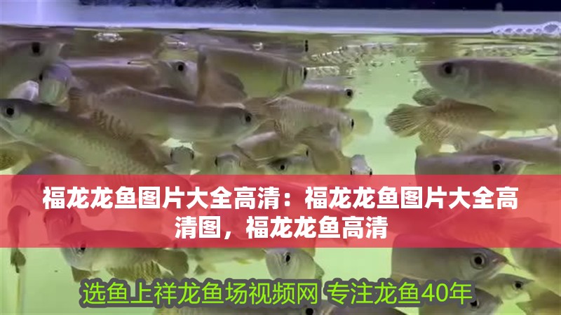 福龍龍魚(yú)圖片大全高清：福龍龍魚(yú)圖片大全高清圖，福龍龍魚(yú)高清
