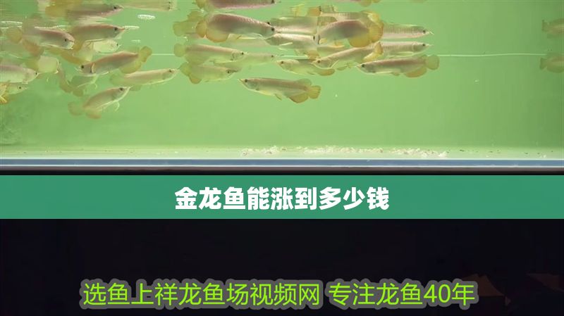 金龍魚能漲到多少錢