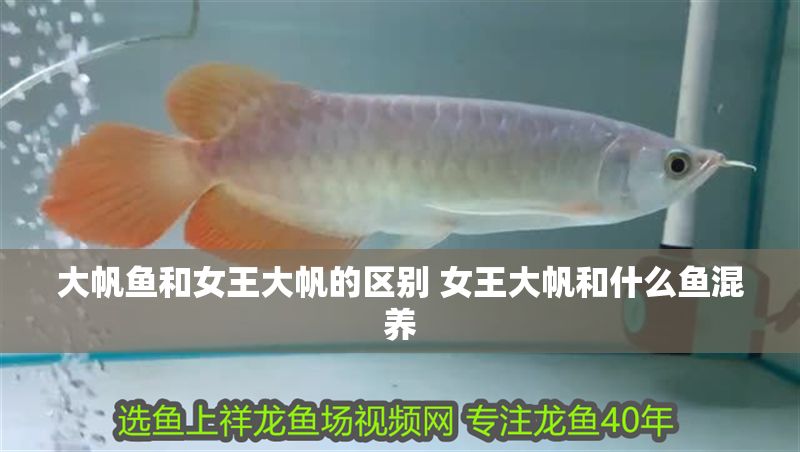 大帆魚和女王大帆的區(qū)別 女王大帆和什么魚混養(yǎng)