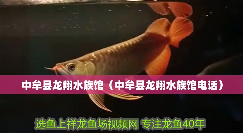 中牟縣龍翔水族館（中牟縣龍翔水族館電話）
