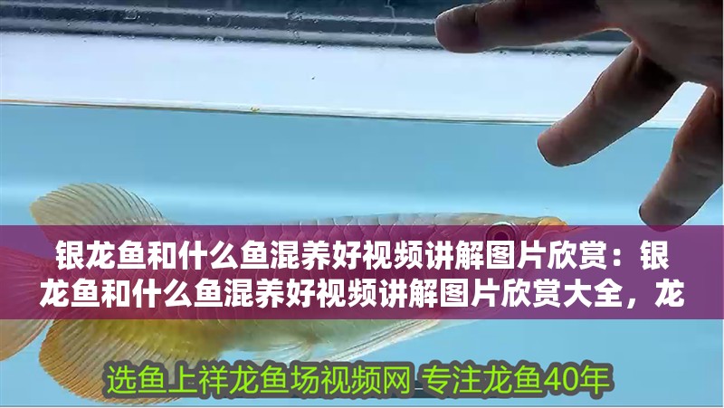 銀龍魚和什么魚混養好視頻講解圖片欣賞：銀龍魚和什么魚混養好視頻講解圖片欣賞大全，龍魚混養搭配指南，視頻講解