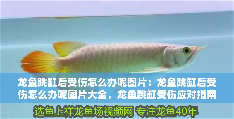 龍魚跳缸后受傷怎么辦呢圖片：龍魚跳缸后受傷怎么辦呢圖片大全，龍魚跳缸受傷應對指南及高清