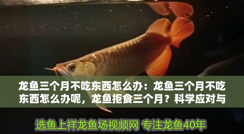 龍魚三個月不吃東西怎么辦：龍魚三個月不吃東西怎么辦呢，龍魚拒食三個月？科學應對與