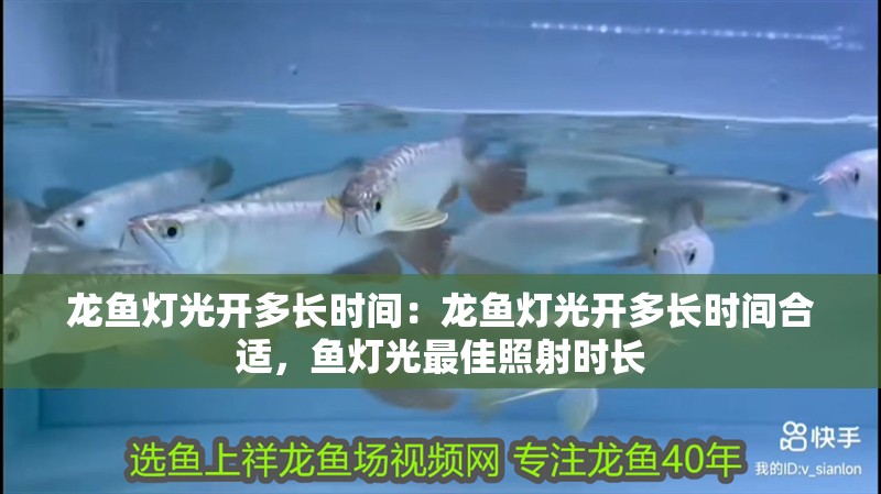 龍魚燈光開多長時間：龍魚燈光開多長時間合適，魚燈光最佳照射時長