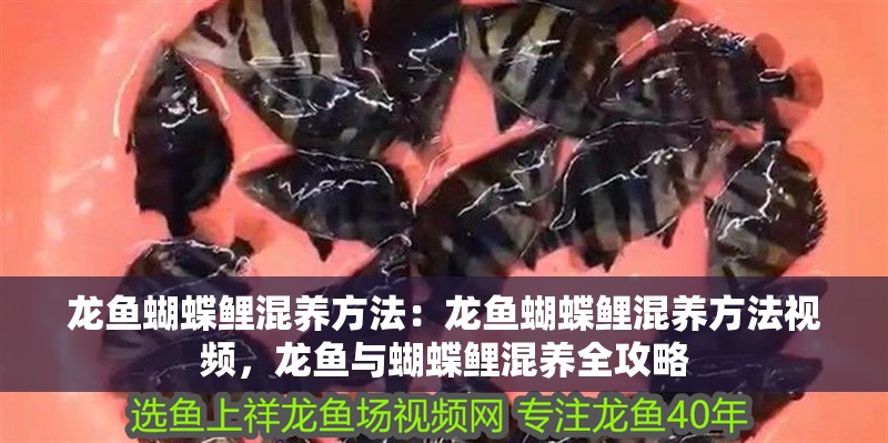 龍魚蝴蝶鯉混養(yǎng)方法：龍魚蝴蝶鯉混養(yǎng)方法視頻，龍魚與蝴蝶鯉混養(yǎng)全攻略