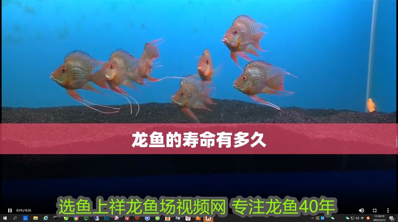 龍魚的壽命有多久