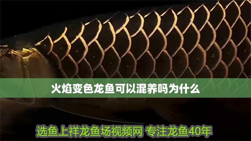 火焰變色龍魚可以混養嗎為什么