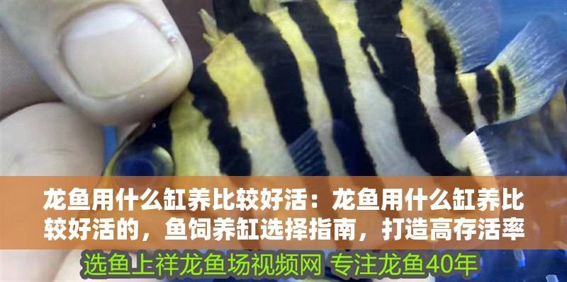 龍魚(yú)用什么缸養(yǎng)比較好活：龍魚(yú)用什么缸養(yǎng)比較好活的，魚(yú)飼養(yǎng)缸選擇指南，打造高存活率的理想水族環(huán)境