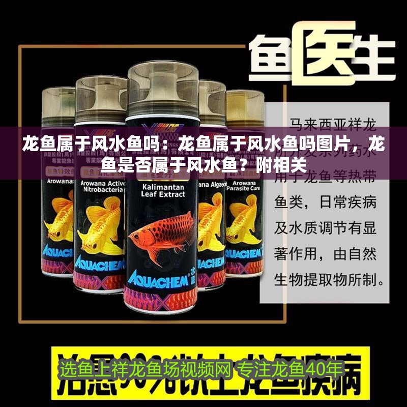 龍魚屬于風水魚嗎：龍魚屬于風水魚嗎圖片，龍魚是否屬于風水魚？附相關