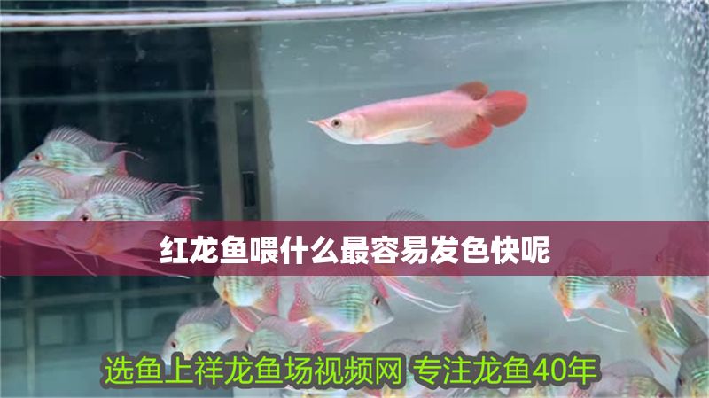 紅龍魚喂什么最容易發色快呢