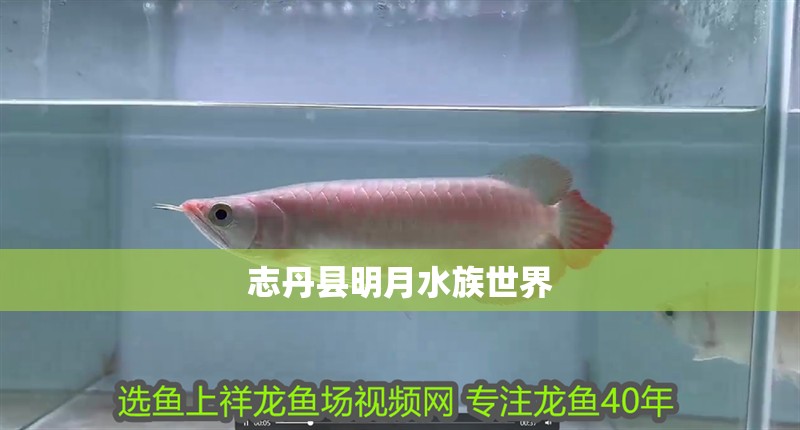 志丹縣明月水族世界