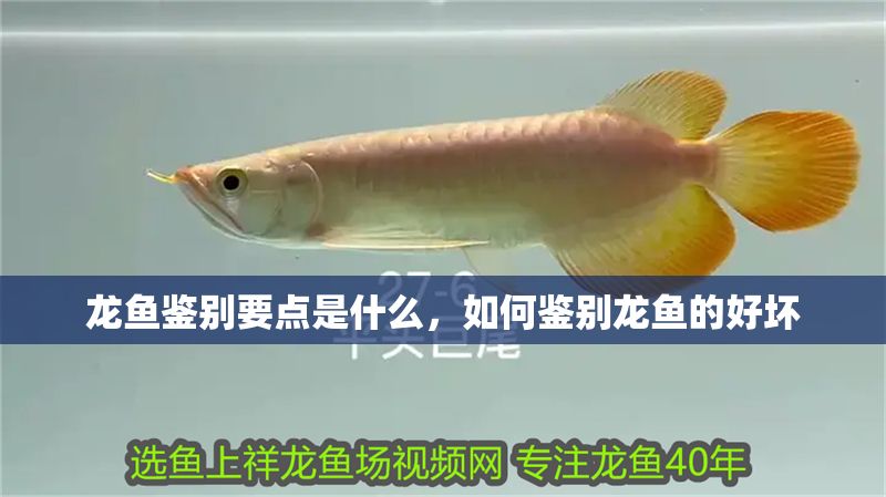 龍魚鑒別要點是什么，如何鑒別龍魚的好壞 龍魚鑒別要點是什么，如何鑒別龍魚的好壞 魚缸百科 第2張