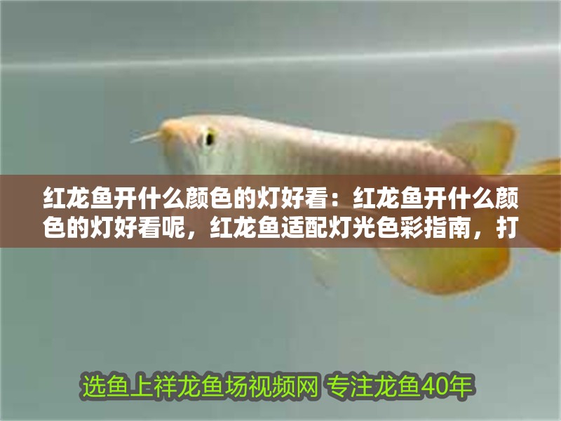 紅龍魚開什么顏色的燈好看：紅龍魚開什么顏色的燈好看呢，紅龍魚適配燈光色彩指南，打造