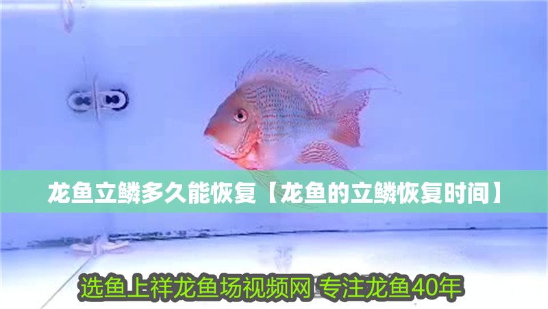 龍魚(yú)立鱗多久能恢復(fù)【龍魚(yú)的立鱗恢復(fù)時(shí)間】