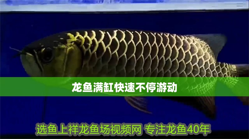 龍魚滿缸快速不停游動